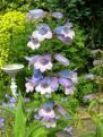 Tunbridge Wells b and b kent in South East England has secluded pretty surrounding gardens