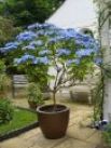 places to stay in Tunbridge Wells kent - bed & breakfast at A & A Studley Cottage B&B with pretty courtyard and gardens