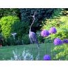 Bird in the garden