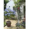 Delightful B&B with a stunning blue hydrangea in the courtyard, flowering from July.