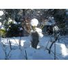 Snow fall - January 2010