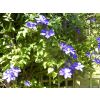Tunbridge Wells Kent Guest House Accommodation.
Pretty surrounding gardens at Studley Cottage B&B in Royal Tunbridge Wells.