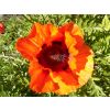 Accommodation with giant poppies in the surrounding gardens. in May and June