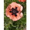 Wonderful giant poppies in June at Studley Cottage B&B in Tunbridge Wells
