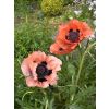 Pretty surrounding gardens at A & A Studley Cottage Bed and Breakfast