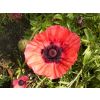 Giant poppies in the surrounding gardens.