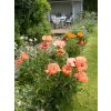 Our b&b in Tunbridge wells has views across pretty gardens and sun terrace