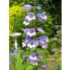 A Penstemon specimen from Sissinghurst Gardens.