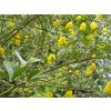 Bed and Breakfast Accommodation surrounding gardens - Pineapple Broom Tree