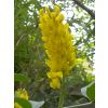 Guest House Accommodation surrounding gardens - Pineapple Broom Tree flower