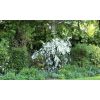 Spring time at Studley Cottage b & b in Tunbridge Wells