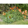 Bed and Breakfast in Kent, Tunbridge Wells. Pretty surrounding gardens at A & A Studley Cottage