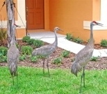 Sand Cranes