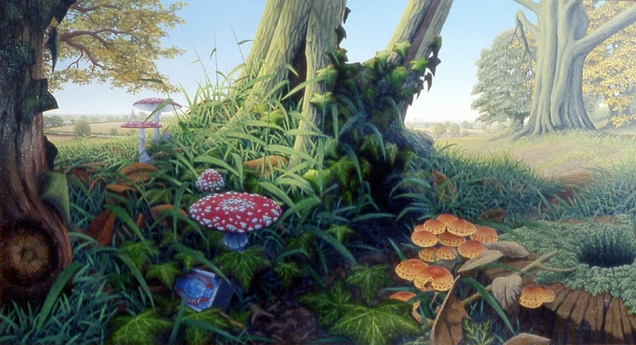 'Fox's Eye View'