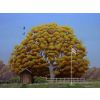 'Domestic Oak' acrylic on canvas board 16" x 12"