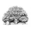 'Domestic Oak' pencil drawing 11" x 8"