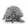 'Haughley Oak' ink drawing 11" x 8"