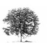 'Oakface' ink drawing 8" x8"