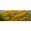 'Radley Oak Autumn' oil on canvas 55 x 19cm. &pound;280.