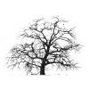 'Sugworth Oak 2' ink drawing 11" x 8"