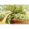 'Willow and Hawthorn 2' watercolour