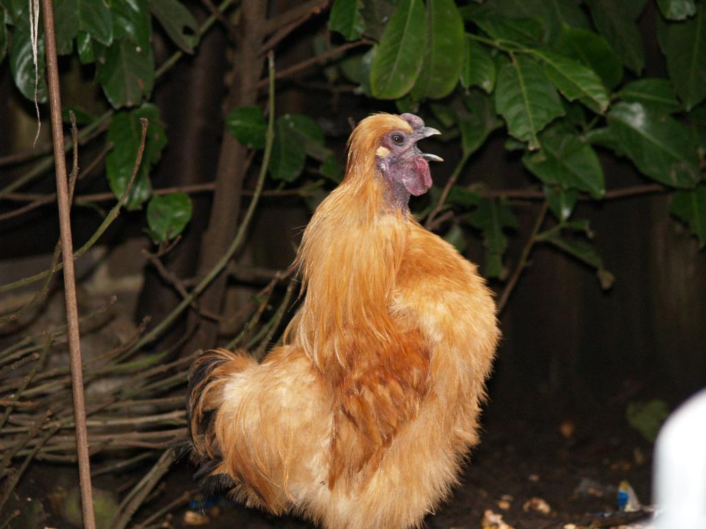 Gold Silkie cockeral