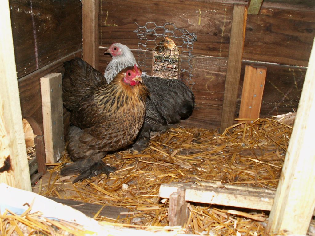 Gold & Silver Partridge Pekins