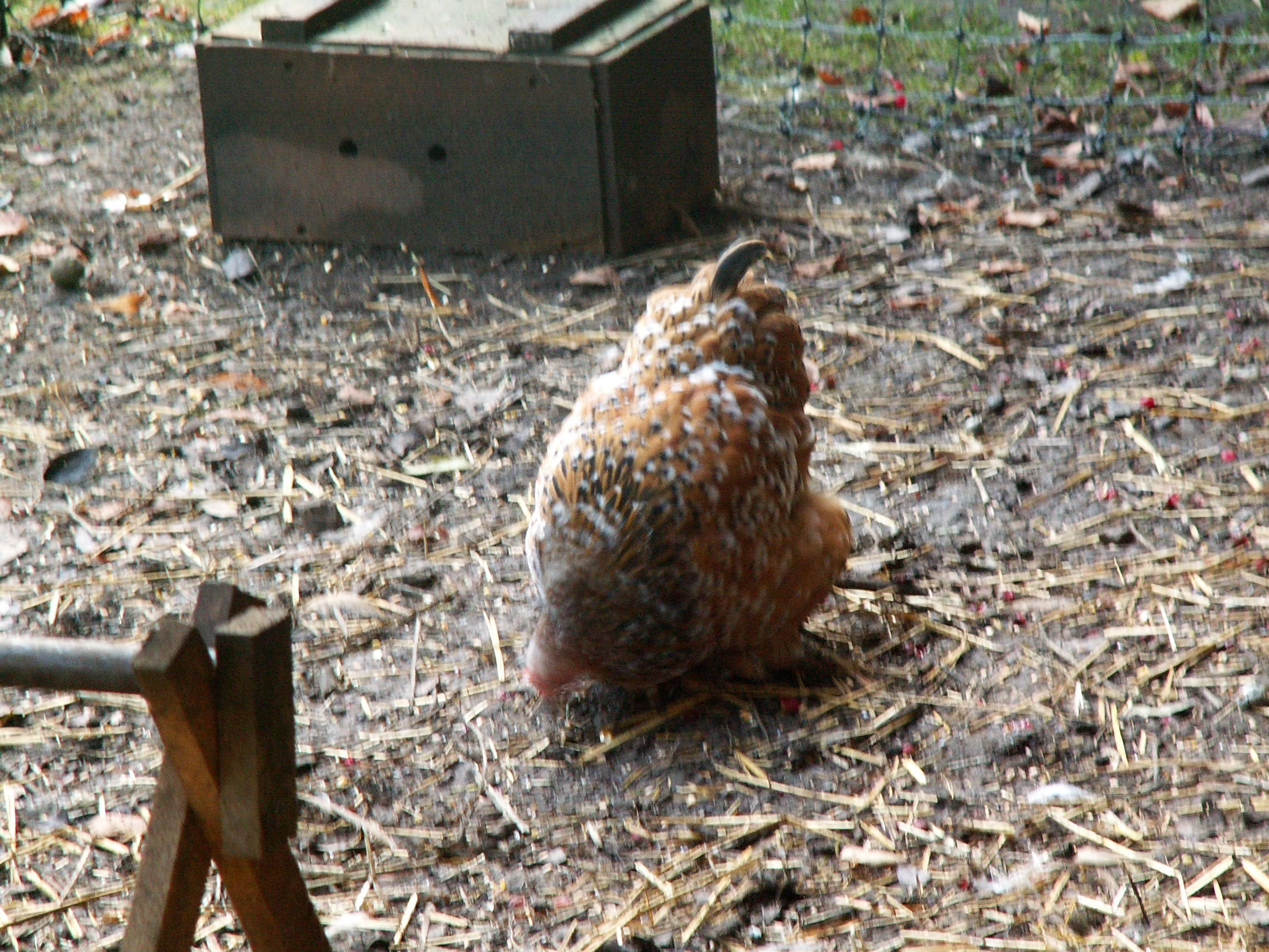 Mille Fleur Pekin