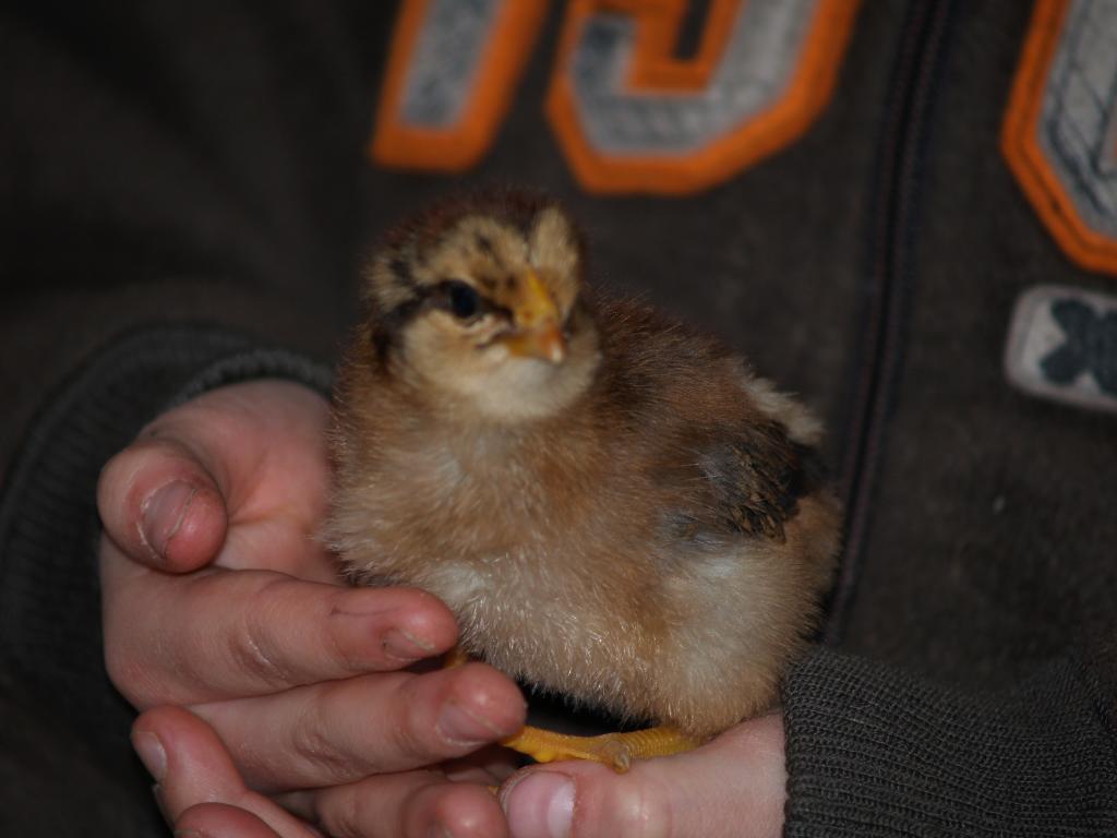 Welsummer chick