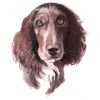 Spaniel