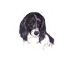 King Charles spaniel