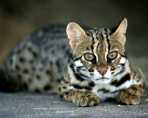Asian Leopard cat,my dream, I would just love to our one Asian Leopard cat,my dream, I would just love to our one