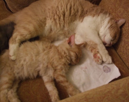 Custard Cream Bi British Shorthair and Nessa Cream curly Selkirk Rex Custard Cream Bi British Shorthair and Nessa Cream curly Selkirk Rex