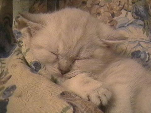 Bubbles so cute (variant selkirk rex blue tabby point) Bubbles so cute (variant selkirk rex blue tabby point)
