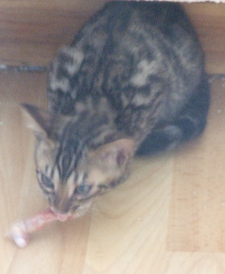 Ebony 6 weeks old enjoying her lunch of a raw chicken wing Ebony 6 weeks old enjoying her lunch of a raw chicken wing