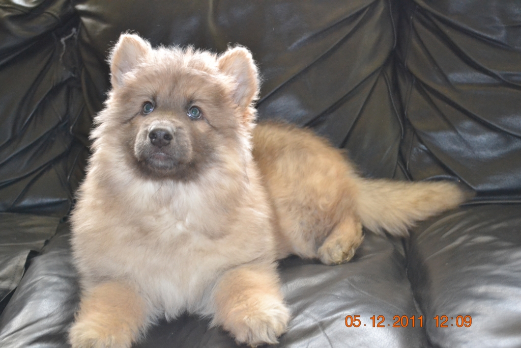 Lola @ 9 weeks