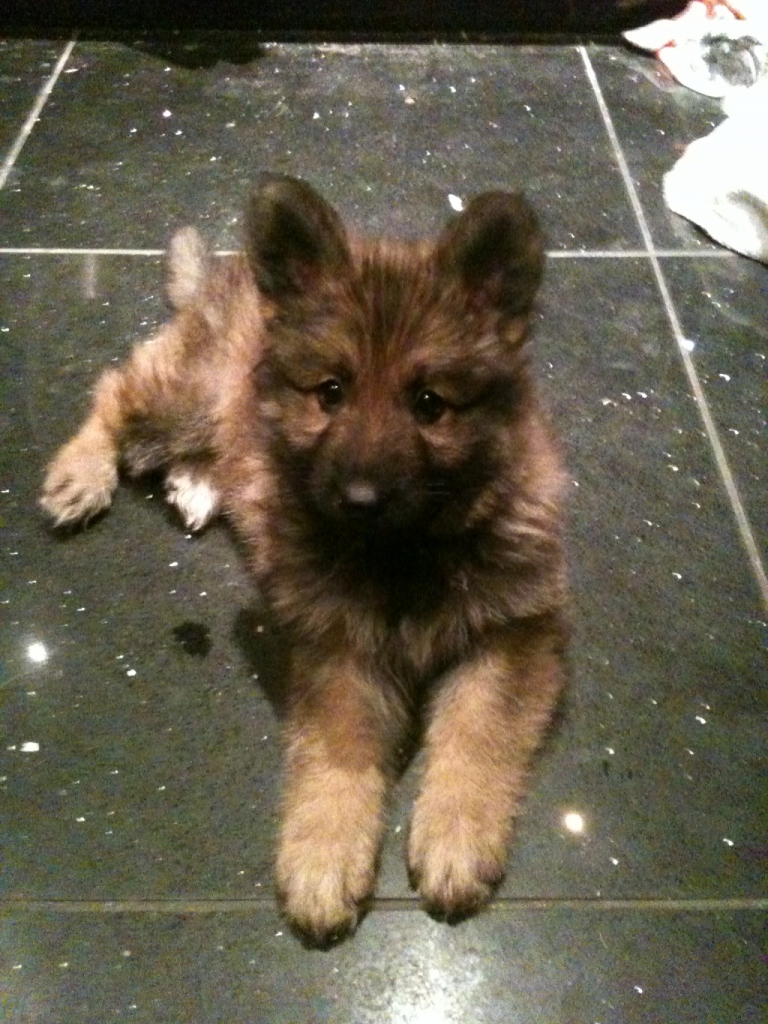  Jazz @ 7 weeks