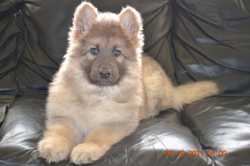  Lola @ 9 weeks