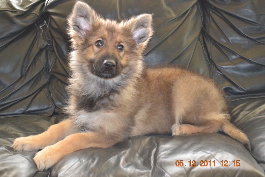 Jazz @ 12 weeks