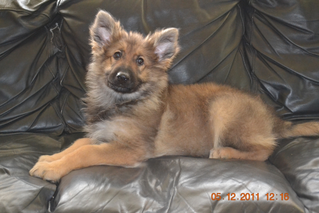  Jazz @ 12 weeks
