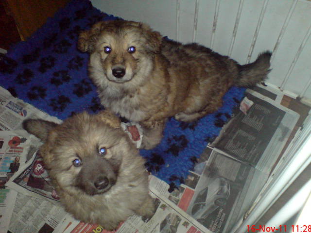  Lola & Wolf @ 6 weeks