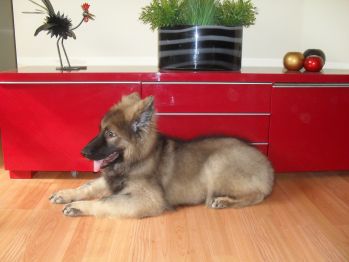 Storm @ 16 weeks old