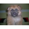 JESTONY RAZORLIGHT BLUE AT 6 WEEKS ( SAXON )- A RUBY/BLUE PUP-TYPICAL BLUE/RED SABLE JESTONY PUPPY