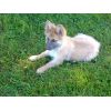 JESTONY RUBY BLUE AT 11 WEEKS ( SHALA )- A RUBY/BLUE PUP-TYPICAL BLUE SABLE JESTONY PUPPY