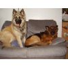 JESTONY SKY ROCKET ( ROCKET ) AT 16 MONTHS ( ON THE LEFT )- A SKYE/BLUE PUP-TYPICAL CREAM SABLE JESTONY PUPPY