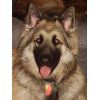 JESTONY SKY ROCKET AT 16 MONTHS ( ROCKET )- A SKYE/BLUE PUP-TYPICAL CREAM SABLE JESTONY PUPPY