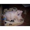 JESTONY SNOWS TORM AT 7 WEEKS ( BLUE )- A SAVANNAH/BLUE PUP-TYPICAL WHITE ( BLUE PIGMENT ) JESTONY PUPPY