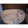 JESTONY SNOWS TORM AT 7 WEEKS ( BLUE )- A SAVANNAH/BLUE PUP-TYPICAL WHITE ( BLUE PIGMENT ) JESTONY PUPPY