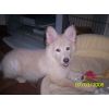 JESTONY SNOWS TORM AT 12 WEEKS ( BLUE )- A SAVANNAH/BLUE PUP-TYPICAL WHITE ( BLUE PIGMENT ) JESTONY PUPPY