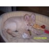 JESTONY SNOWS TORM AT 12 WEEKS ( BLUE )- A SAVANNAH/BLUE PUP-TYPICAL WHITE ( BLUE PIGMENT ) JESTONY PUPPY